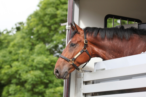 bay horse looking out of a horse trailer