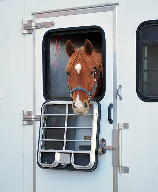 perfect equine transport services